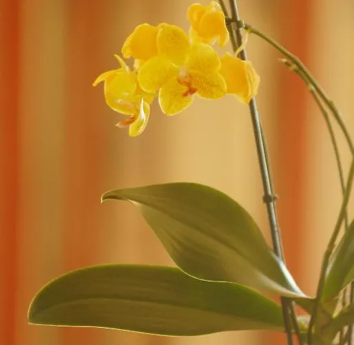 Sunrise 아파트호텔